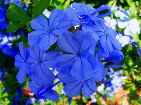 Flower Blue Green · Free Photo On Pixabay