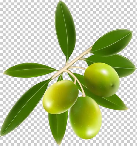 Free Olive Clipart 10 Free Cliparts Download Images On Clipground 2023