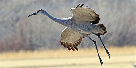 Sandhill Crane National Wildlife Federation