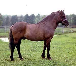 polish konik   riding  draft pony   poland beautiful horses horse