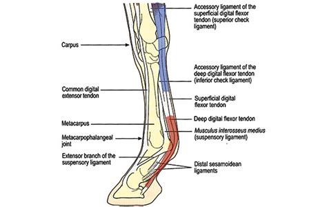 The tendon is then cut closest to the toes and looped through the calcaneus and back onto the achilles. Not-So-Speedy Dressage - Bakersfield Dressage