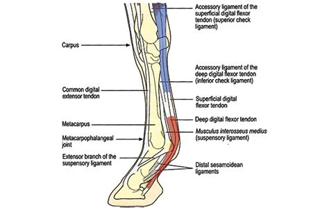 Supplied by the vincular system, osseous bony insertions, reflected vessels from the tendon sheath, and longitudinal vessels from the palm. Not-So-Speedy Dressage - Bakersfield Dressage