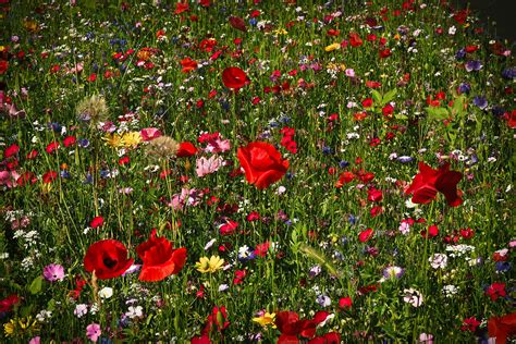 Sommer Hintergrundbilder Blumenwiese