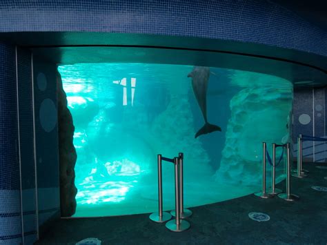Dolphin Coast Common Bottlenose Dolphin Exhibit Zoochat