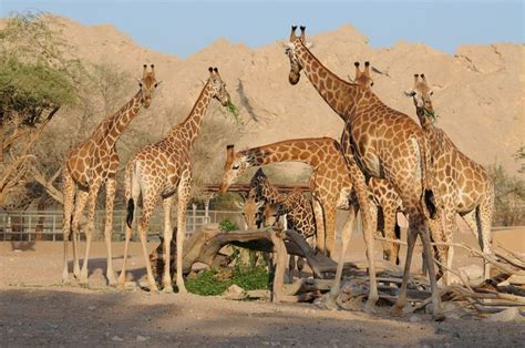 Al Ain Zoo Sightseeing Dubai Cruise
