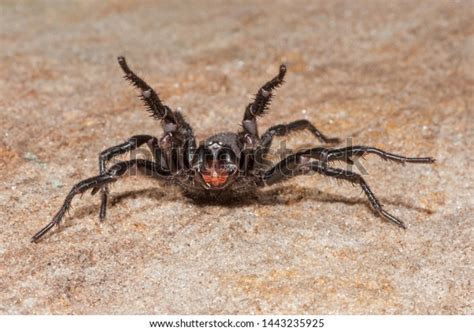 Sydney Funnelweb Spider Atrax Rubustus Stock Photo 1443235925