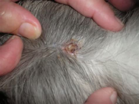 My Dogs Cyst Dissolved In A Few Short Weeks Oils For Dogs Essential