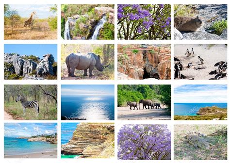 Animales Salvajes Africanos El Collage Diversidad De Fauna En El