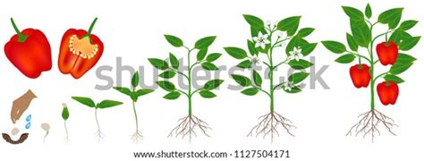 Cycle Growth Plant Red Pepper Isolated Stock Vector Royalty Free
