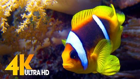 The Best 4k Aquarium 🐠 11 Hours Of Beautiful Coral Reef Fish Sleep