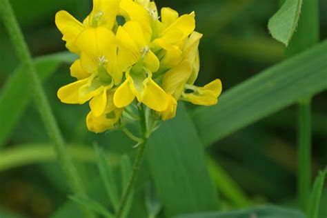 Medicago Sativa Ssp Falcata