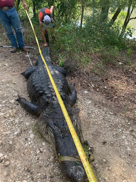 Bow Hunters Capture Massive Alligator At Daytons Day Lake Bluebonnet