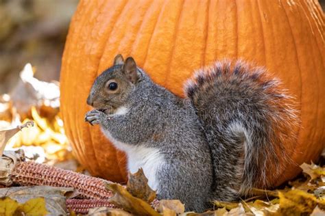 Busy Gray Squirrel Eating Pumpkin Seeds Stock Photo Image Of