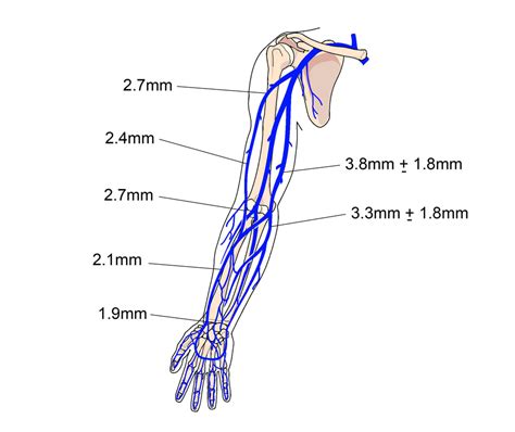 Forearm Veins Anatomy