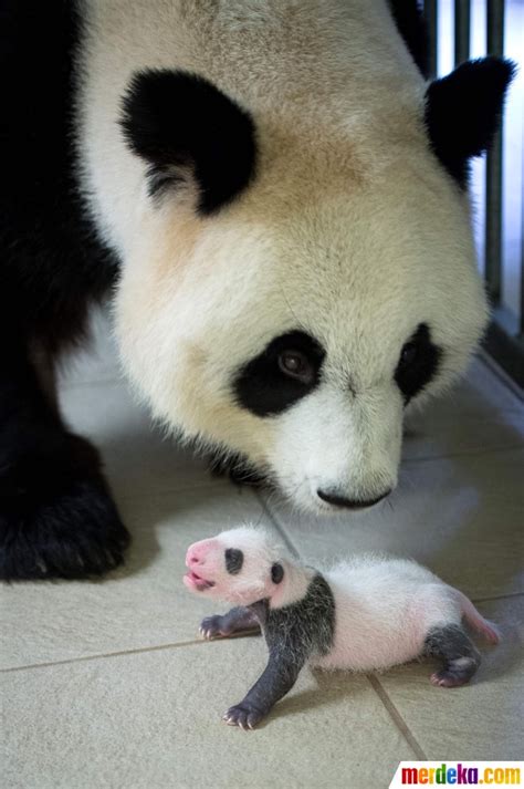 Foto Lucunya Bayi Panda Pertama Yang Lahir Di Prancis