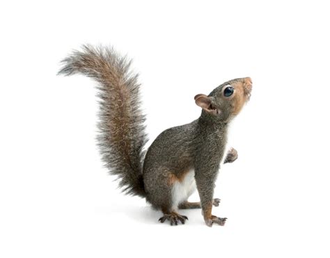 Squirrel Png 10 Free Cliparts Download Images On Clipground 2021