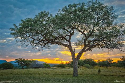 Top 10: Iconic African trees | natural-world | Earth Touch News