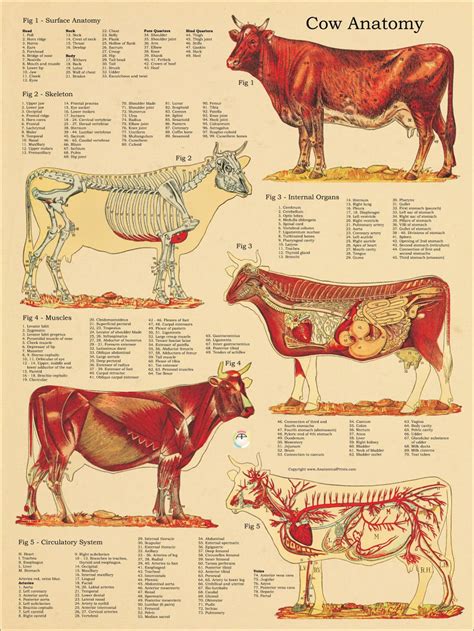 It was released on october 5, 2011 as a reward for the participation or completion of the lighthouse cove quest bonus challenge i. Cow Skeletal Internal Anatomy Poster 18 X 24 | Etsy ...