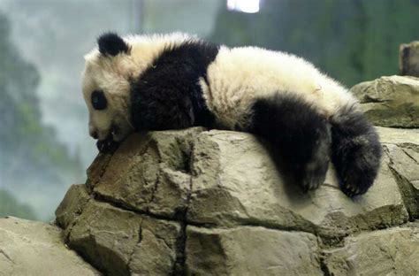 Zoo Atlantas Baby Panda Debuts Times Union