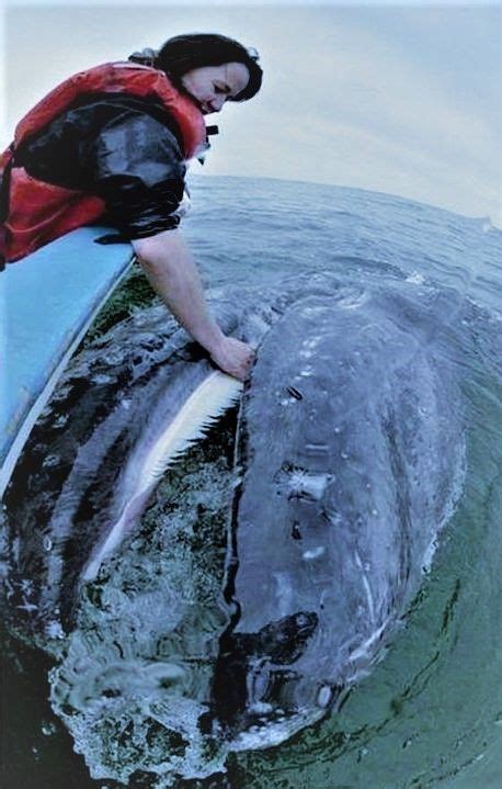A Woman Riding On The Back Of A Gray Whale