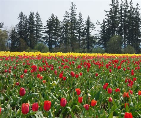 Oregon Tulips Plant And Nature Photos Harolds Photoblog