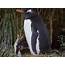 Gentoo Penguin Facts Habitat Scientific Name Diet Predators 