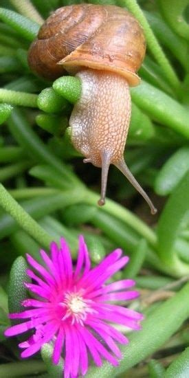 101 Best Larva Snail Images On Pinterest Snail Bugs