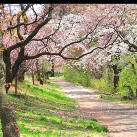 Cherry Blossom Path Favorite Places And Spaces Pinterest Cherry
