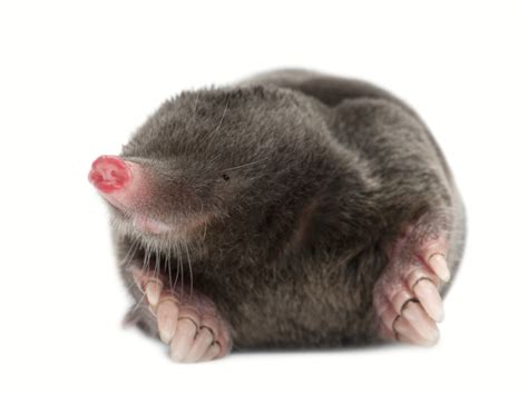 Recolectar 106 Images Mole Animal In Spanish Viaterramx