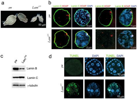 The Lam A25 Mutation Of Lamin B Impairs Oogenesis In Drosophila A