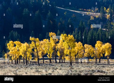 Aspen Trees In Fall Color Lamar Valley Yellowstone National Park