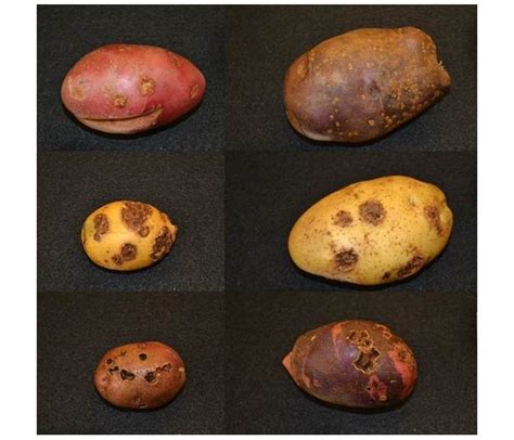 Болезни Картофеля В Картинках Фото Описание Telegraph