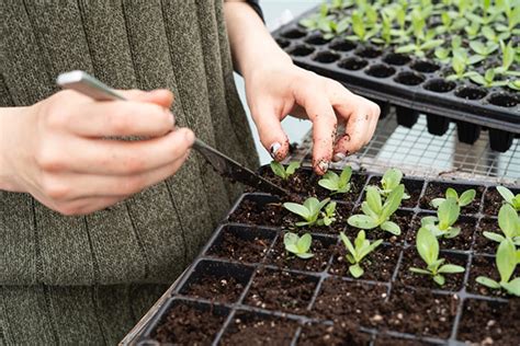 Seed Starting Tips 7 Key Reminders Horticulture
