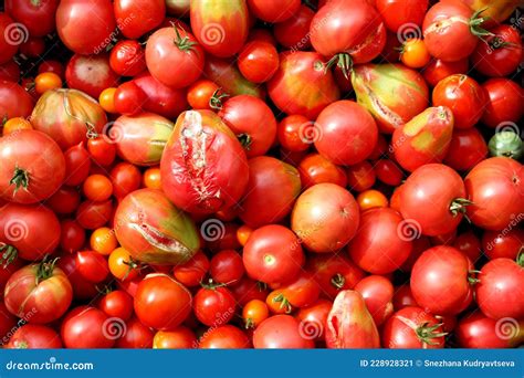 Rotten Fresh Tomatoes Lie On The Surface Stock Image Image Of