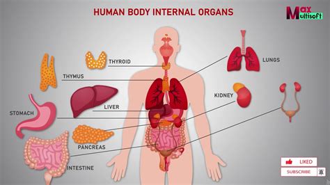 Human Body Internal Organs Human Anatomy Animation YouTube