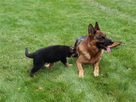 Dark sable male and female, black female. German Shepherd Puppies For Sale | Phoenix, AZ #244090