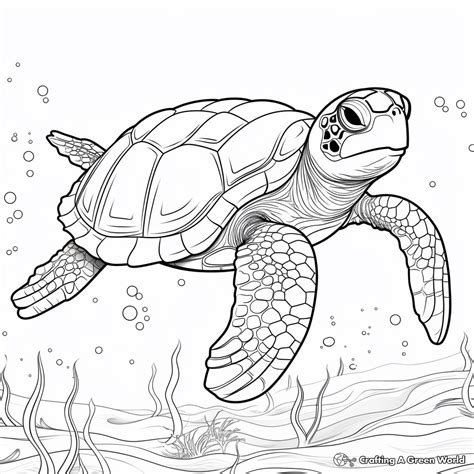 Relaxing Turtle Coloring Pages For Adults Free Printable Designs