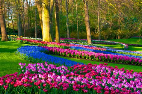 27 Lugares Para Ver Las Mejores Flores Del Mundo