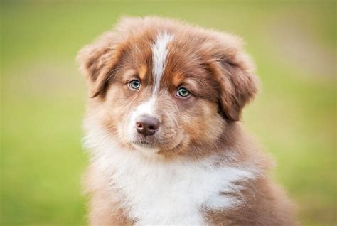 Australian Shepherd Dog Breed Info And Pictures All Things Dogs Nature