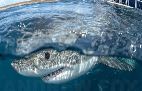 Rodney Fox Shark Cage Diving Dive Deals