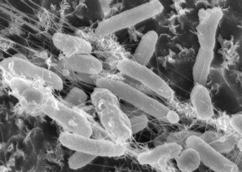 Ideonella Sakaiensis бактерия питающаяся пластиком