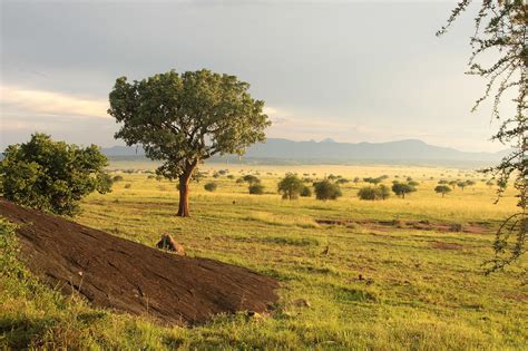 Check spelling or type a new query. uganda - nature and wildlife | Kidepo Valley National Park ...