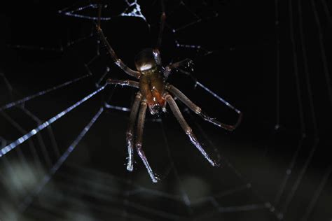 Thousands Of Spiders Found Inhabiting Water Treatment Plant In