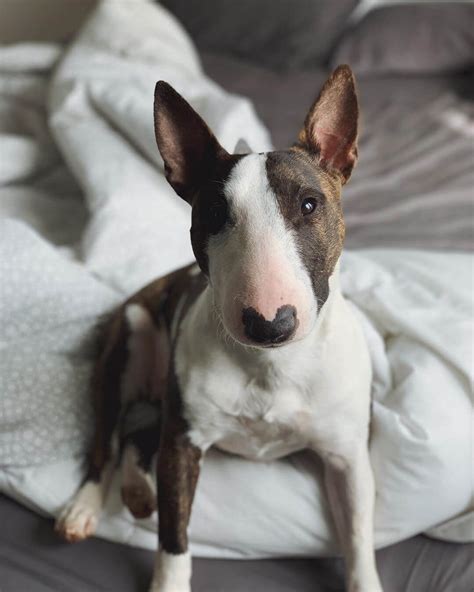 15 Amazing Facts About Bull Terriers You Probably Never Knew Terrier