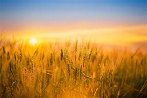 Golden Wheat In Field At Sunset Picture Image 89742321