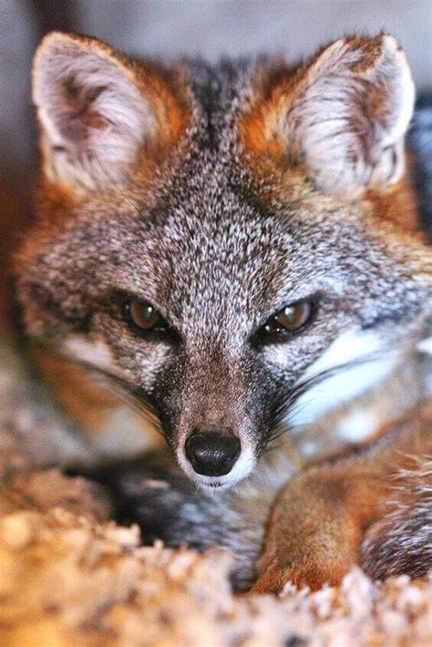 10 Facts About Gray Foxes You Probably Didnt Know Petpress Wild