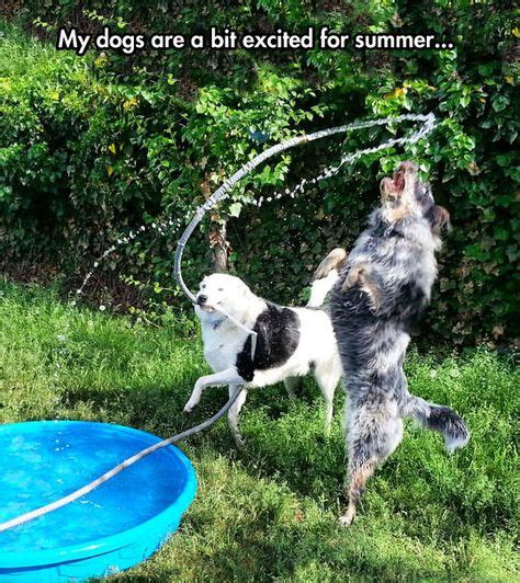 Summer Days Funny Dogs Funny Animals Animals