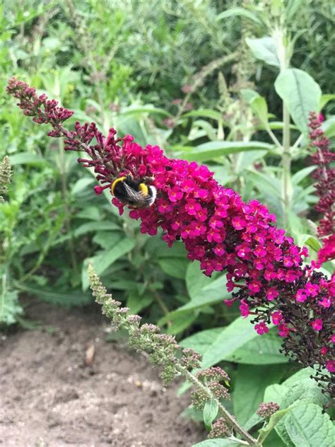 Buddleja Davidii R Ve De Papillon Red Boscranz Laubgeh Lze Sortiment Shop Kordes