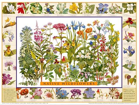Native Wildflowers Poster Identification Chart Charting Nature