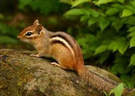The Chipmunk More Canadian Woodland Cuteness National Animal